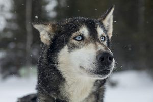 Los huskies son unos de los perros más veloces - PUNTA TACÓN TV